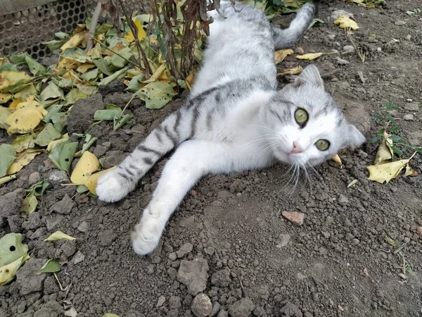 Sarkık Kulaklı Kedi Bahçede Yatıyor — Stok fotoğraf