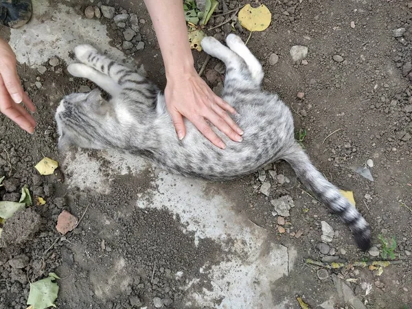 Weibliche Hände Streicheln Eine Gefaltete Katze — Stockfoto