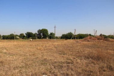 İnekler kuru otlarla bir çayırda otlar.