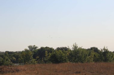 Kuş sürüsü gökyüzündeki ağaçların üzerinden uçuyor.