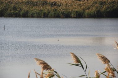 Vahşi ördek nehirde yüzer