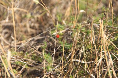 Kuru otların üzerinde uğur böceği