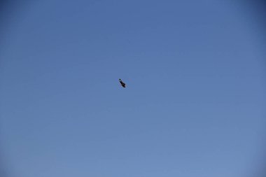 Kartal mavi gökyüzünde uçar