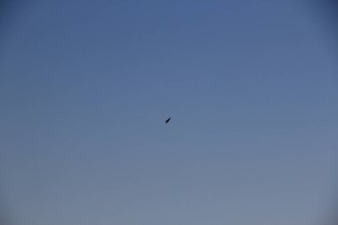 Kartal mavi gökyüzünde uçar