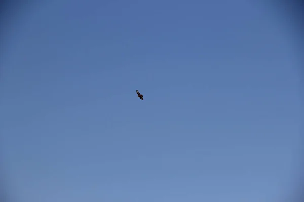 Eagle Flies High Blue Sky — Stock Photo, Image