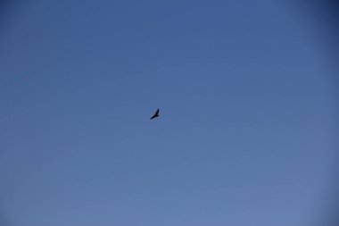 Kartal mavi gökyüzünde yükseklere uçar