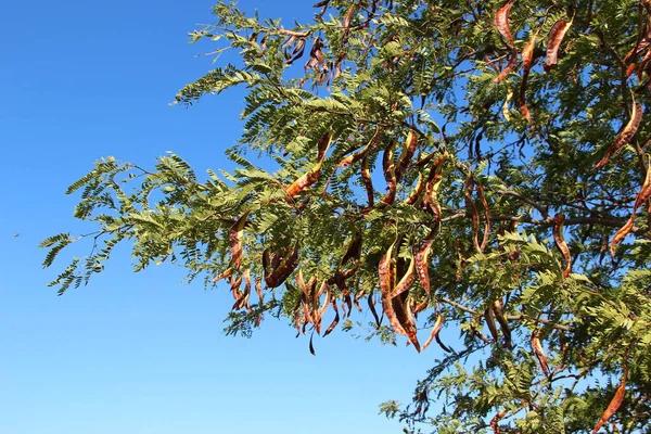 Acácia Vagens Com Sementes Árvore Contra Céu Azul — Fotografia de Stock