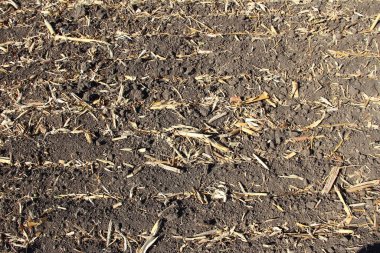 Hasattan sonra kuru mısır kalıntıları.