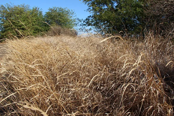 Droge Veldgras Het Najaar — Stockfoto