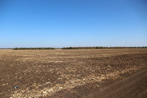 Campo Repleto Restos Del Maíz — Foto de Stock