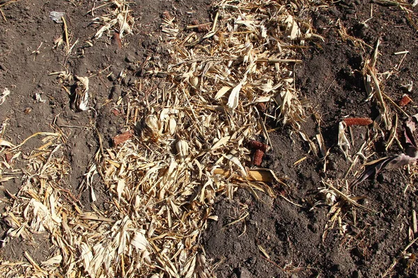 Kukorica Száraz Maradványai Betakarítás Után — Stock Fotó