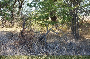 Kuru çimenler ve kurumuş yaşlı ağaç.