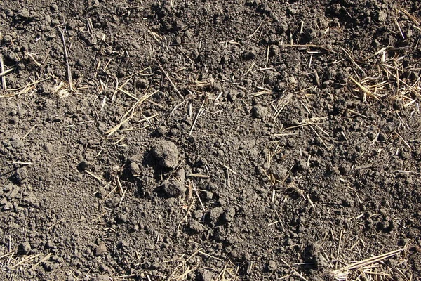 Campo Agrícola Molido Con Textura Fondo Paja —  Fotos de Stock