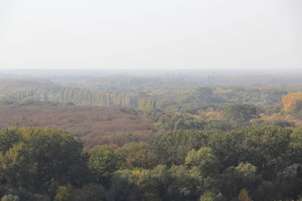 Cime Des Arbres Rivière Dans Brume Automne — Photo