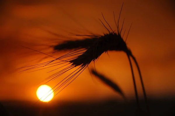 Espiga de trigo a contraluz en atardecer de verano con sol al fondo