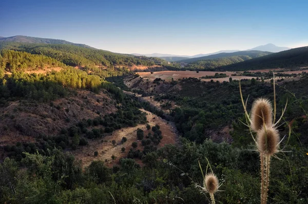Paisaje de valle boscoso con cielo azul despejado y cardo on primer plano