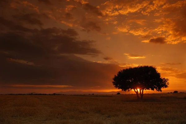 Paisaje de verano al atardecer de un campo de corn cosechado con arbol en medio plano