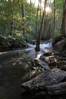 Arroyo con agua sedosa cruzando bosque de chopos