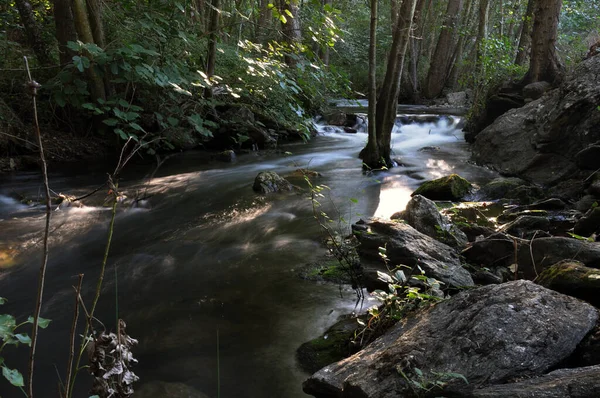 Arroyo con agua sedosa cruzando bosque de chopos