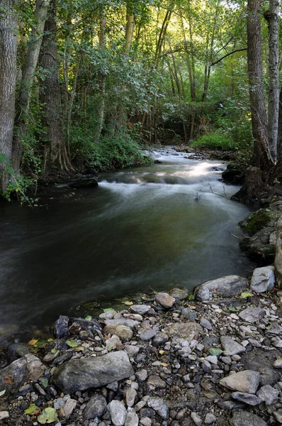 Arroyo con agua sedosa cruzando bosque de chopos