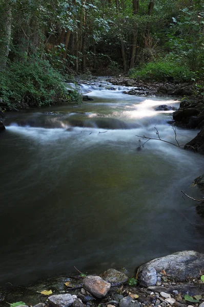 Arroyo con agua sedosa cruzando bosque de chopos