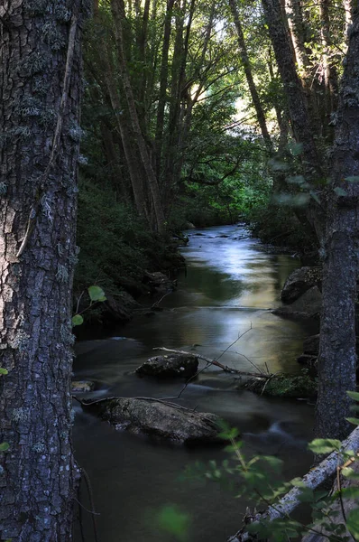 Arroyo con agua sedosa cruzando bosque de chopos 
