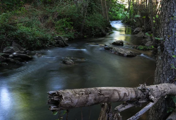 Arroyo con agua sedosa cruzando bosque de chopos