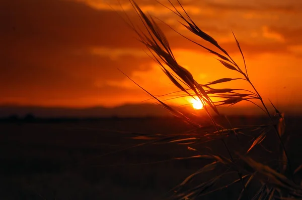 Gramneas Contraluz Atardecer Verano — Φωτογραφία Αρχείου