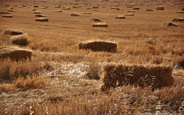 Campo Cereal Trigo Cosechado Con Balas Paja — Foto de Stock