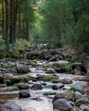 Ro de montaa cruzando Bosque de pinos, valle de la Angostura, Parque Nacional Sierra de Guadarrama, Comunidad de Madrid, Espaa