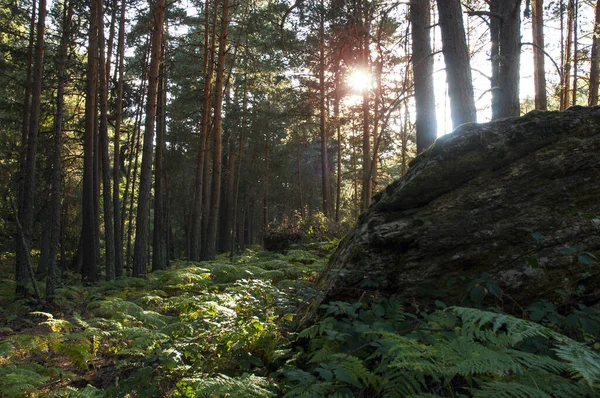 Bosque de conferas y helechos con rayos de sol entre el follaje, en el Parque Nacional Sierra de Guadarrama, comunidad de Madrid,  Espas