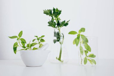 Pestle ve havan topu, beher ve matara. Alternatif bitki ilaçları, bilimsel araştırma konsepti.