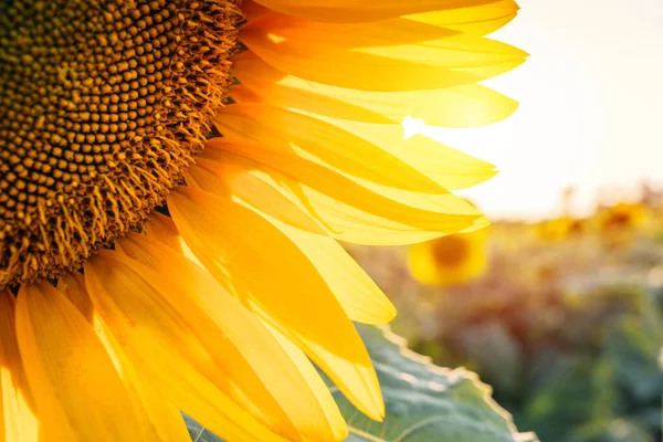 Close up of sunflower. Sunflower in the sunflowers field. Sunflower blossom in sunflowers field