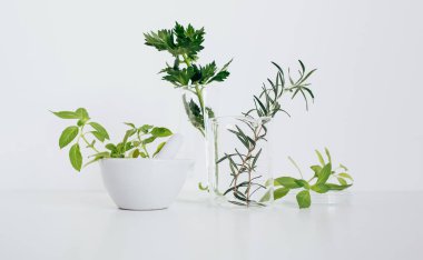Pestle ve havan topu, beher ve matara. Alternatif bitki ilaçları, bilimsel araştırma konsepti.