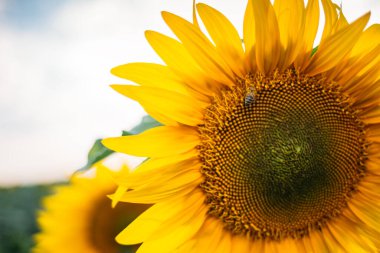 Ayçiçeğini kapat. Ayçiçeğinin üstündeki arı. Ayçiçeği tarlasında açan ayçiçeği