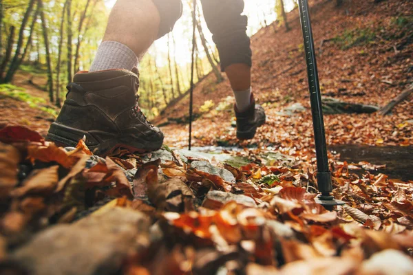 徒步旅行者穿越森林溪流的低视角 秋天的森林里 用远足的杆子把远足的腿围在一起 — 图库照片