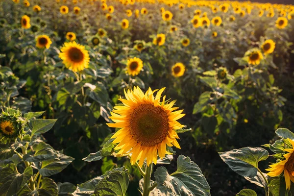 Ayçiçeği tarlası. Çiçek açan ayçiçeği tarlası