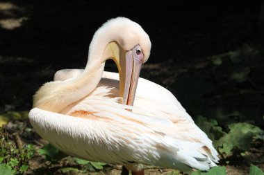 Pembe pelikan tüylerini temizliyor..