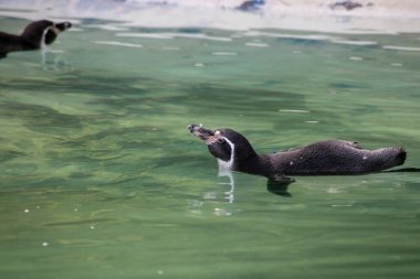 Suda yüzen siyah beyaz penguen. 