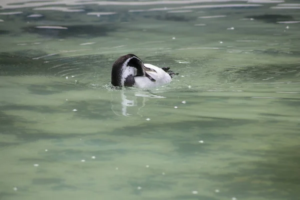 Pinguim Branco Preto Flutuante Água — Fotografia de Stock