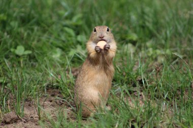Murnska planina 'daki çayırda keseli marmot.. 
