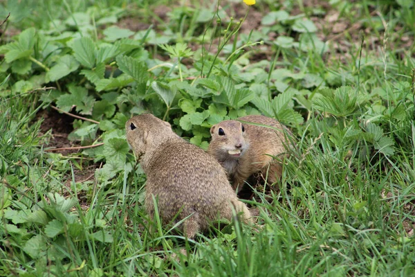 Murnska planina 'daki çayırda keseli marmot.. 