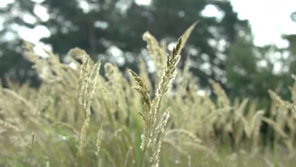 Primer plano de un campo forestal de hierba verde durante el amanecer en la mañana — Vídeo de stock