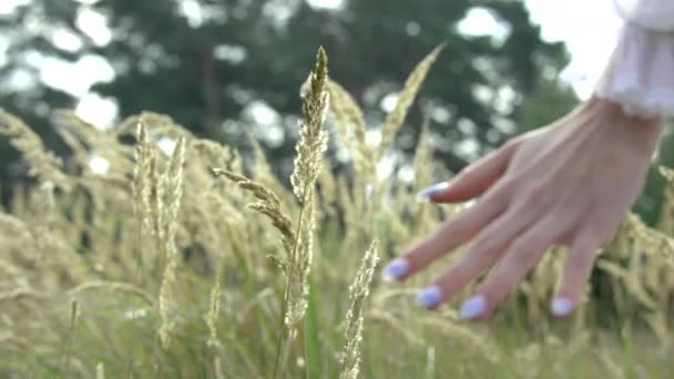Mujer con vestido blanco tocando las orejas de hierba con su mano tiro de cerca — Vídeos de Stock