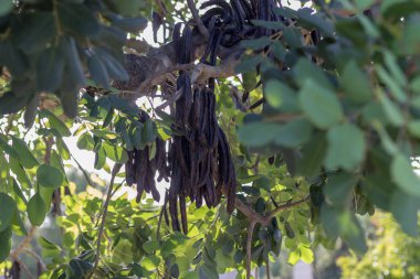 Keçiboynuzu keçiboynuzu almaya hazır.