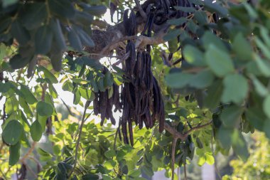 Keçiboynuzu keçiboynuzu almaya hazır.