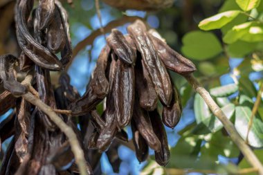 Keçiboynuzu keçiboynuzu almaya hazır.