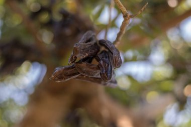 Keçiboynuzu keçiboynuzu almaya hazır.