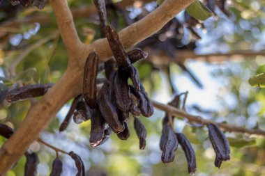 Keçiboynuzu keçiboynuzu almaya hazır.