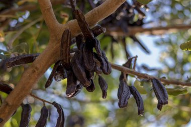 Keçiboynuzu keçiboynuzu almaya hazır.
